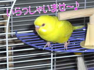 　現 場 監 督   担 当　