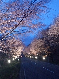 桜まつりライトアップ3
