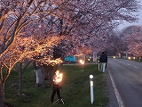 桜並木ライトアップ7