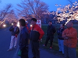 桜並木ライトアップ8