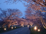 桜並木ライトアップ9